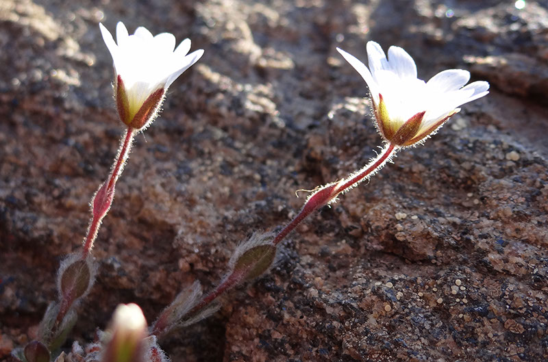 33_Valley_of_Flowers