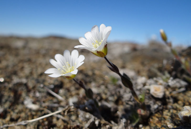 30_Valley_of_Flowers