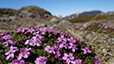 31_Valley_of_Flowers