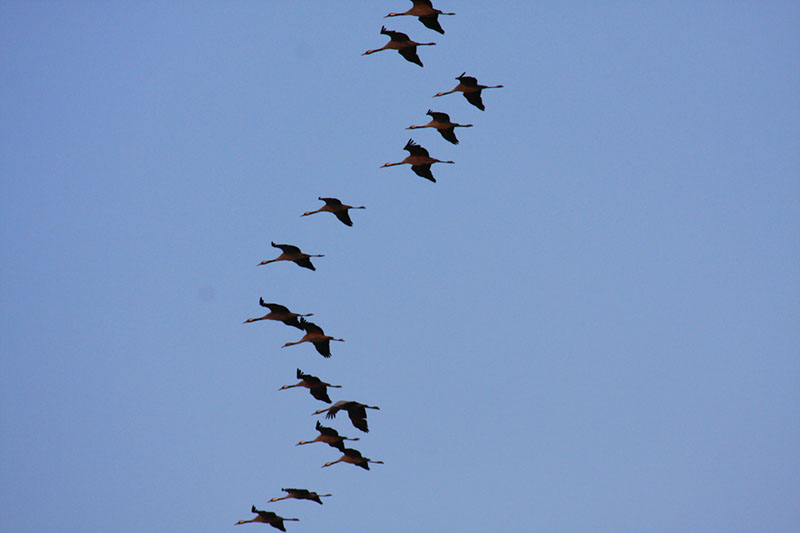 formation1