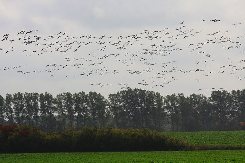 feld3