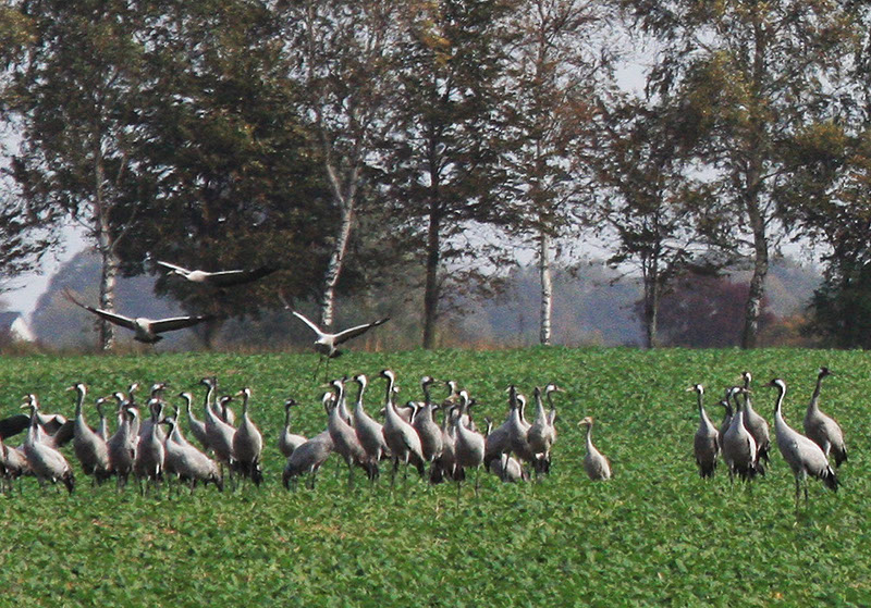 feld2